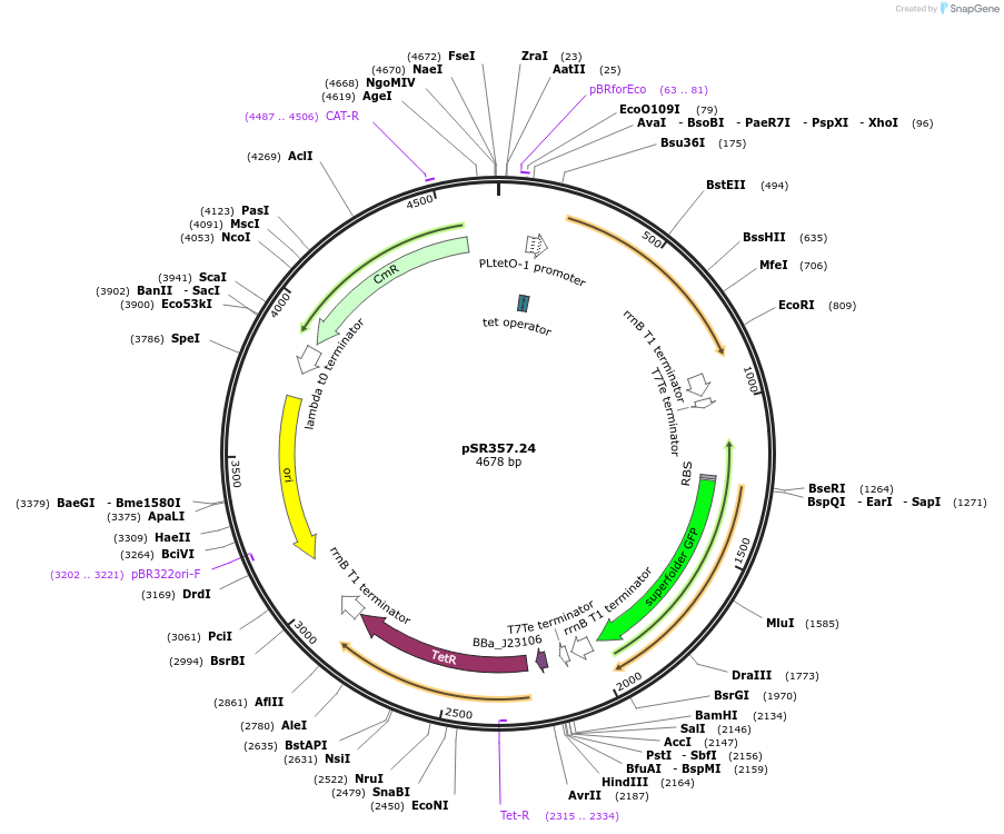 125109-plasmid-map-sequence-id-247783