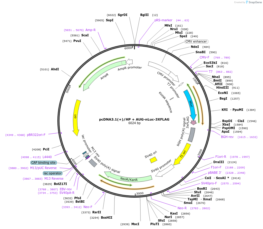 127322-plasmid-map-sequence-id-247785