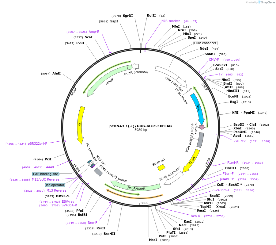 127301-plasmid-map-sequence-id-247791