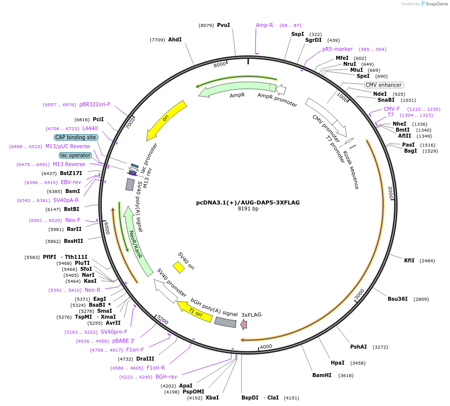 127331-plasmid-map-sequence-id-247792