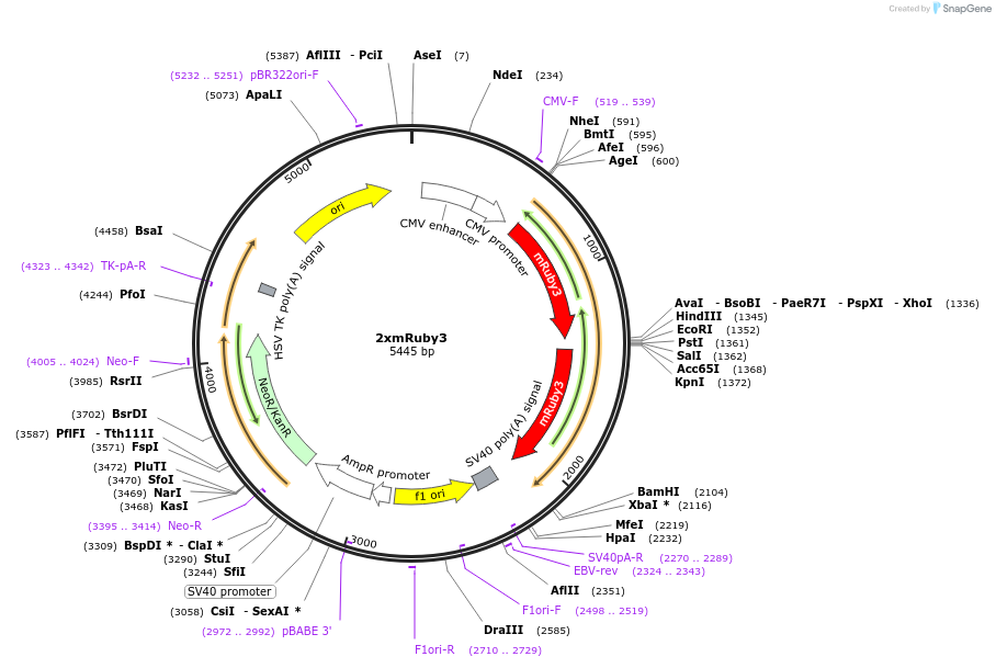 127809-plasmid-map-sequence-id-247794