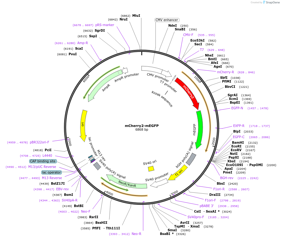 127814-plasmid-map-sequence-id-247803