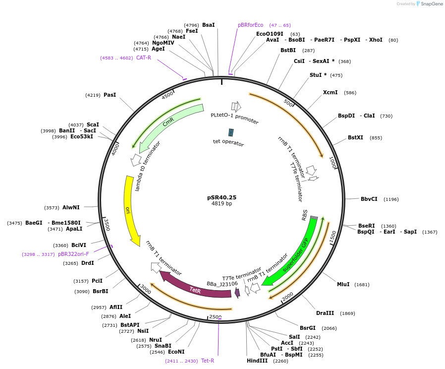 125085-plasmid-map-sequence-id-247804
