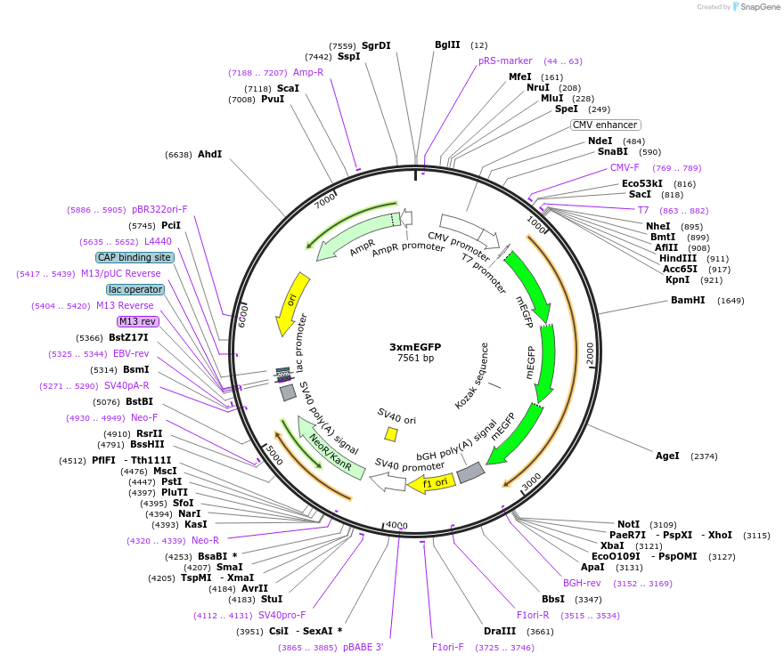 127800-plasmid-map-sequence-id-247830