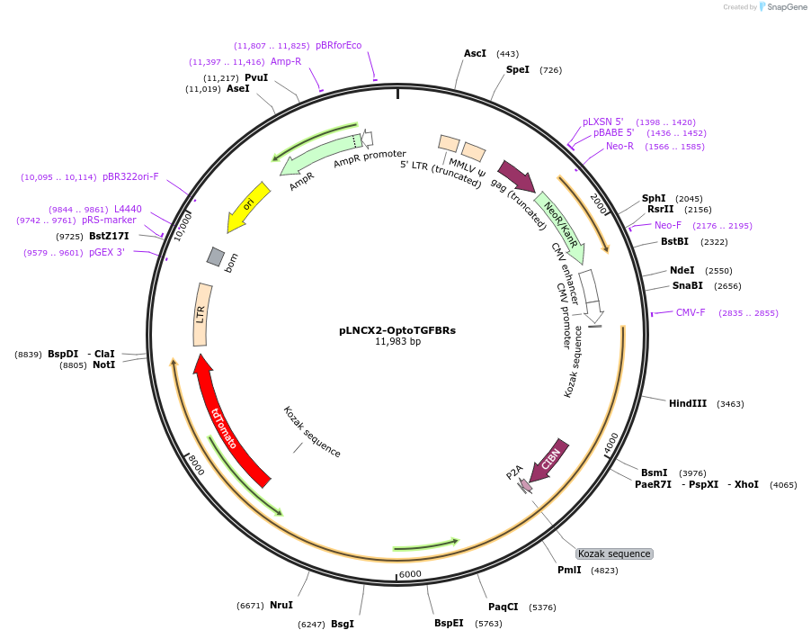 118965-plasmid-map-sequence-id-247834