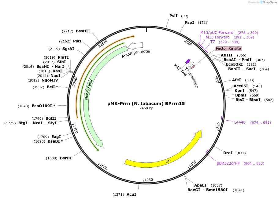 123504-plasmid-map-sequence-id-247837