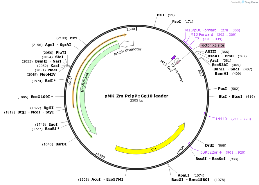 123512-plasmid-map-sequence-id-247845