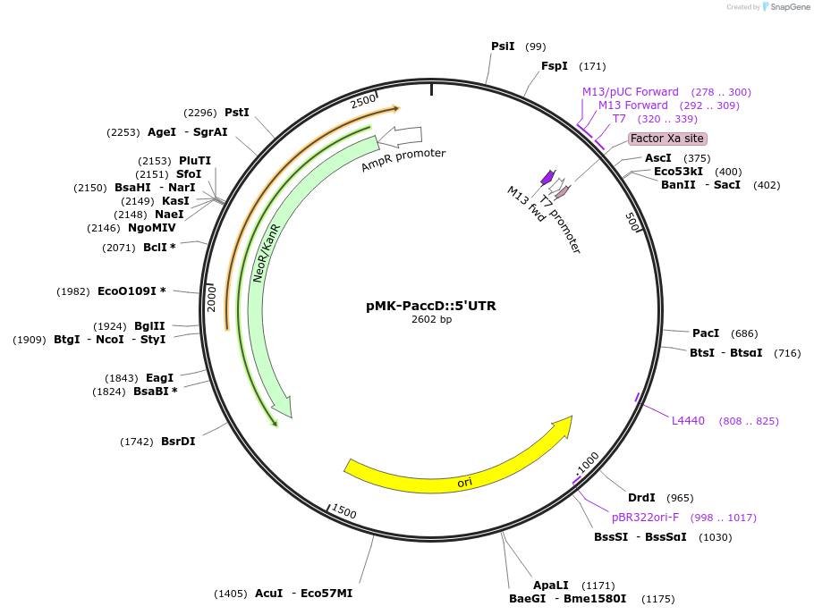 123513-plasmid-map-sequence-id-247846