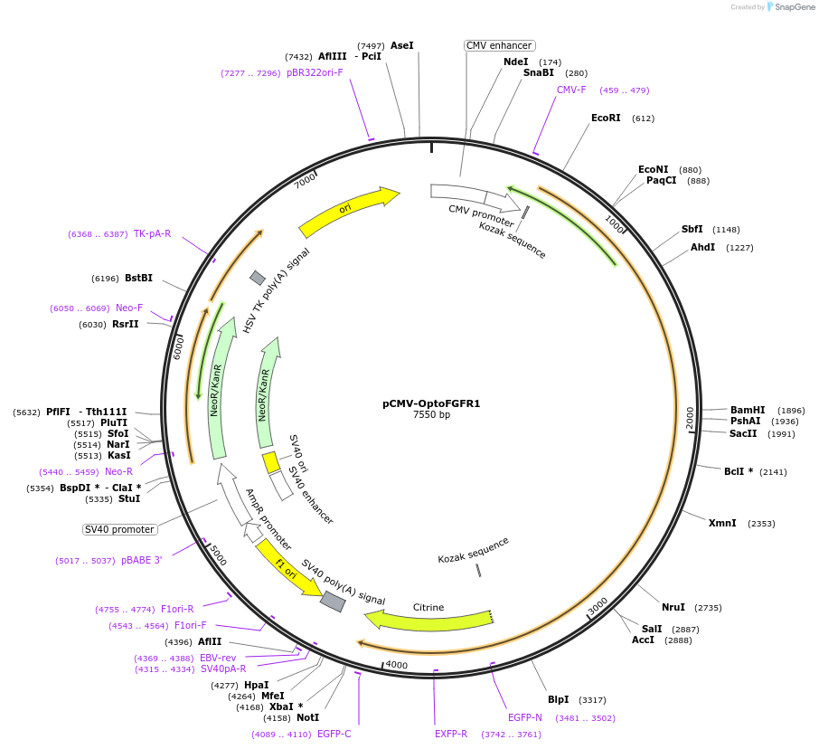 59776-plasmid-map-sequence-id-247858
