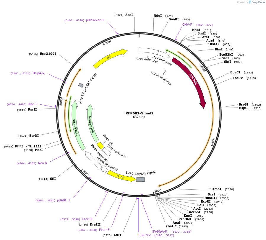 118943-plasmid-map-sequence-id-247859