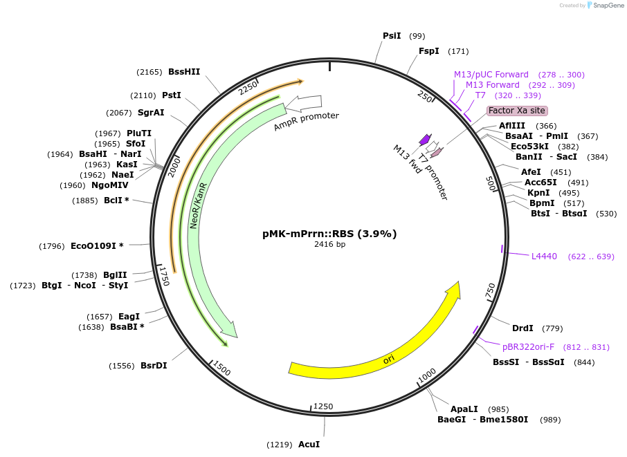 123514-plasmid-map-sequence-id-247877