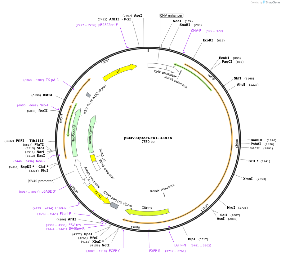 59778-plasmid-map-sequence-id-247882