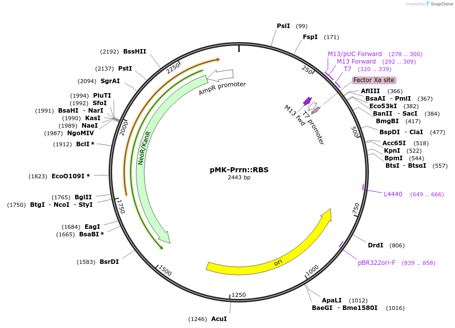 123519-plasmid-map-sequence-id-247884