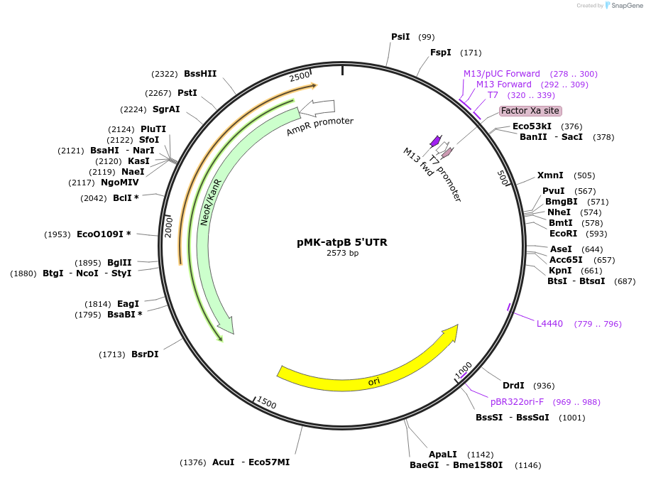 123520-plasmid-map-sequence-id-247885