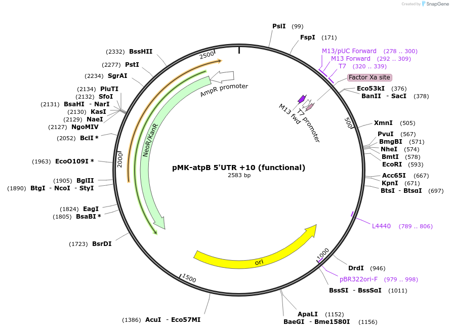 123521-plasmid-map-sequence-id-247886