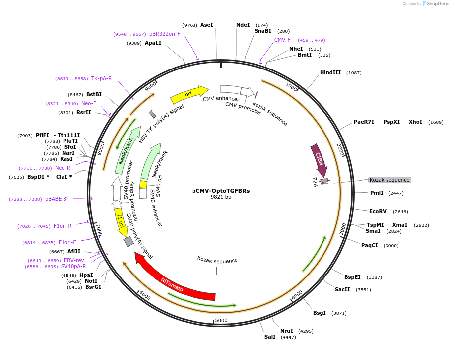 118942-plasmid-map-sequence-id-247889