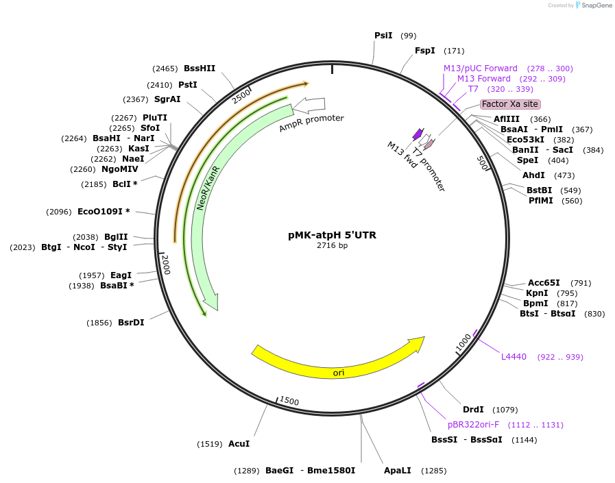 123524-plasmid-map-sequence-id-247893