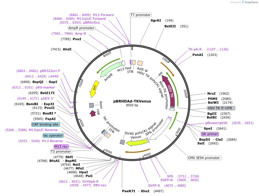 26422-plasmid-map-sequence-id-247898
