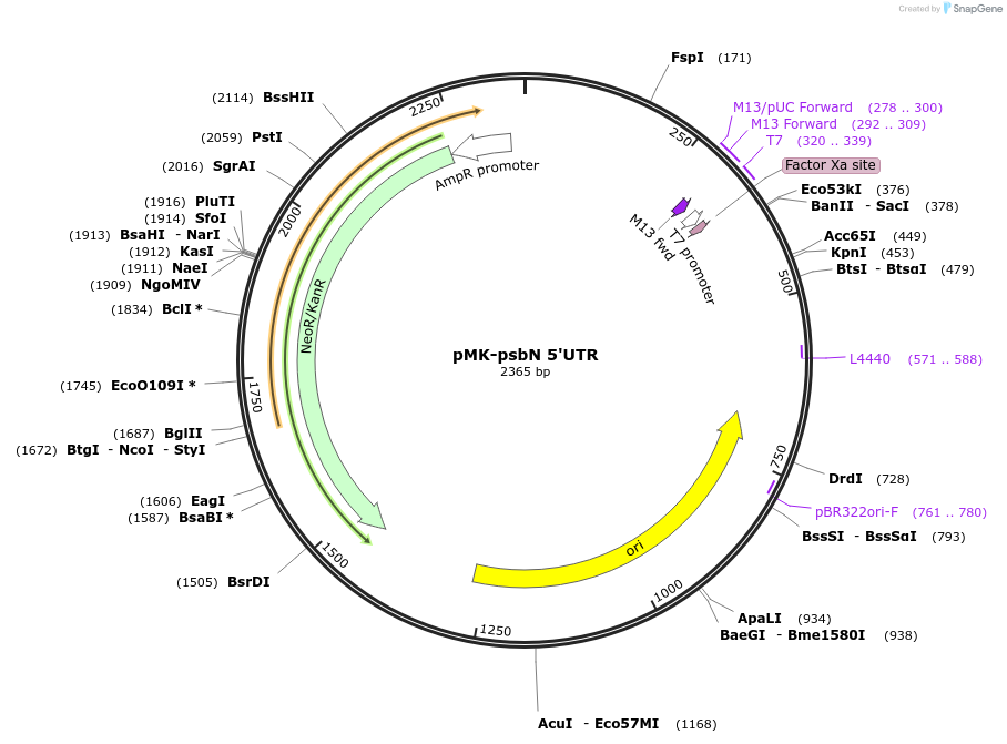 123527-plasmid-map-sequence-id-247899