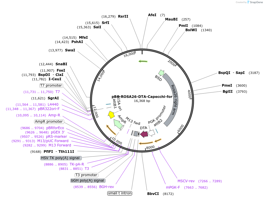125743-plasmid-map-sequence-id-247902