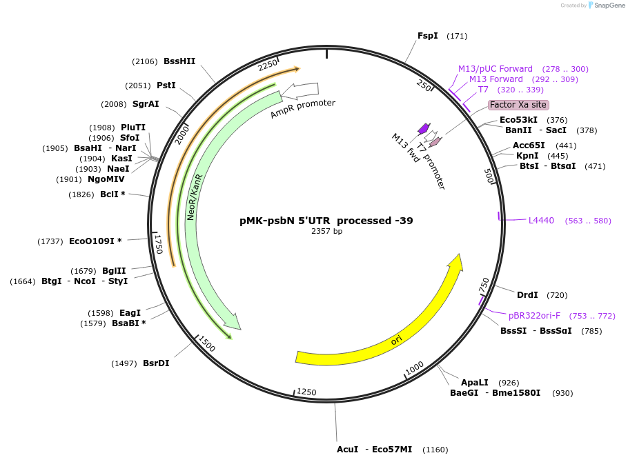 123528-plasmid-map-sequence-id-247904