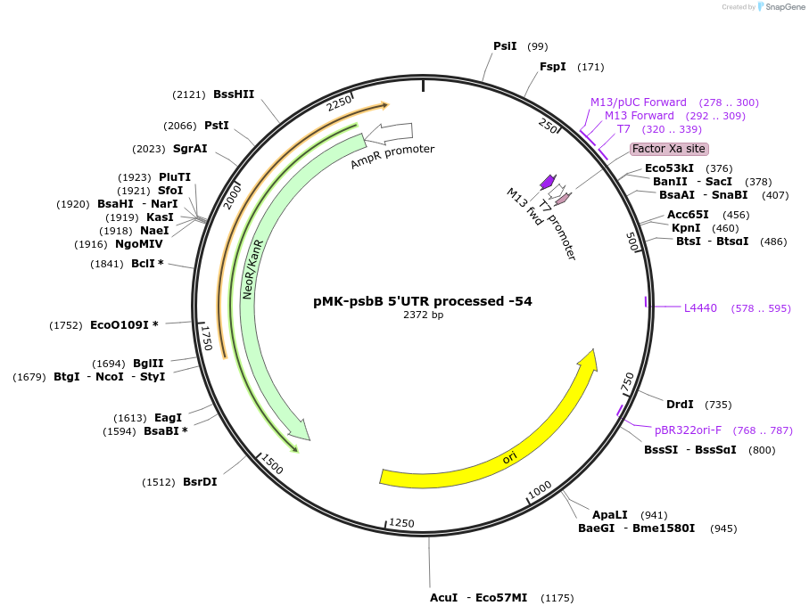 123530-plasmid-map-sequence-id-247911