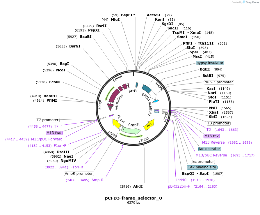 127553-plasmid-map-sequence-id-247913
