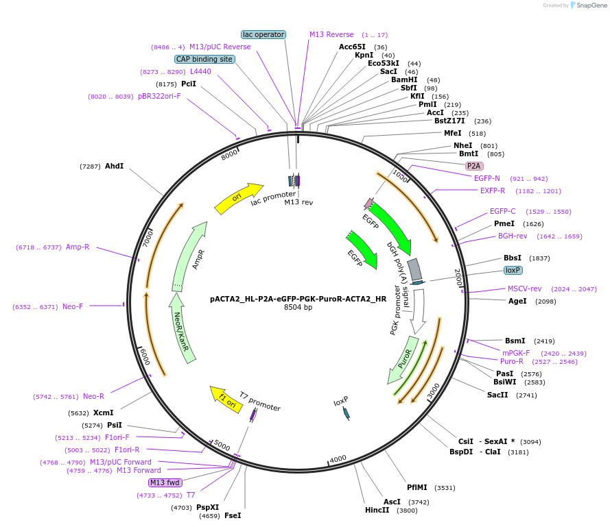 126705-plasmid-map-sequence-id-247915