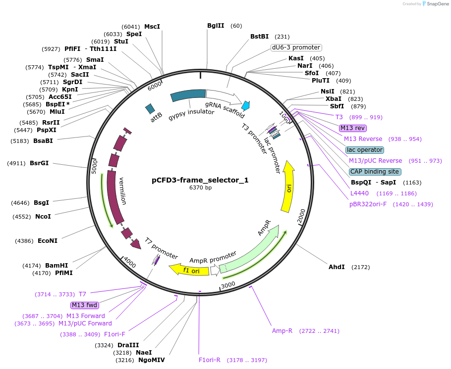 127554-plasmid-map-sequence-id-247916