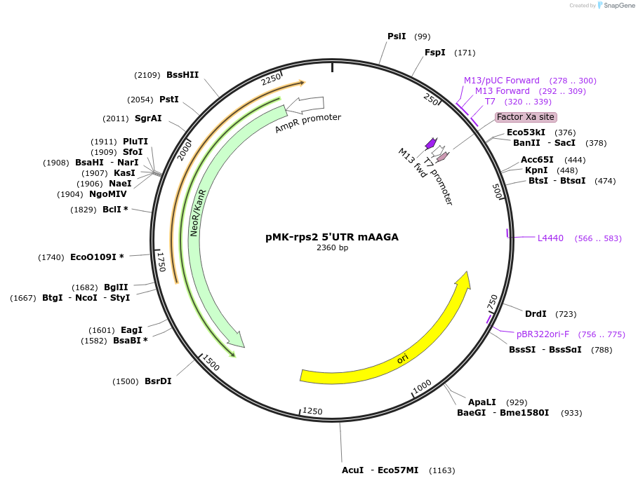 123533-plasmid-map-sequence-id-247922