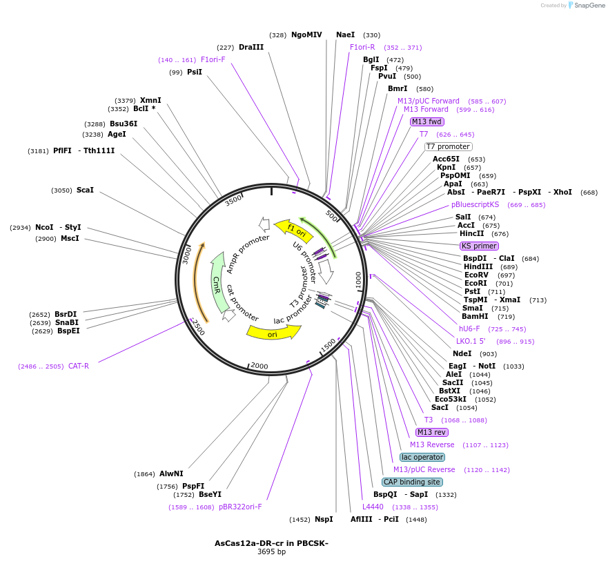 126640-plasmid-map-sequence-id-247924