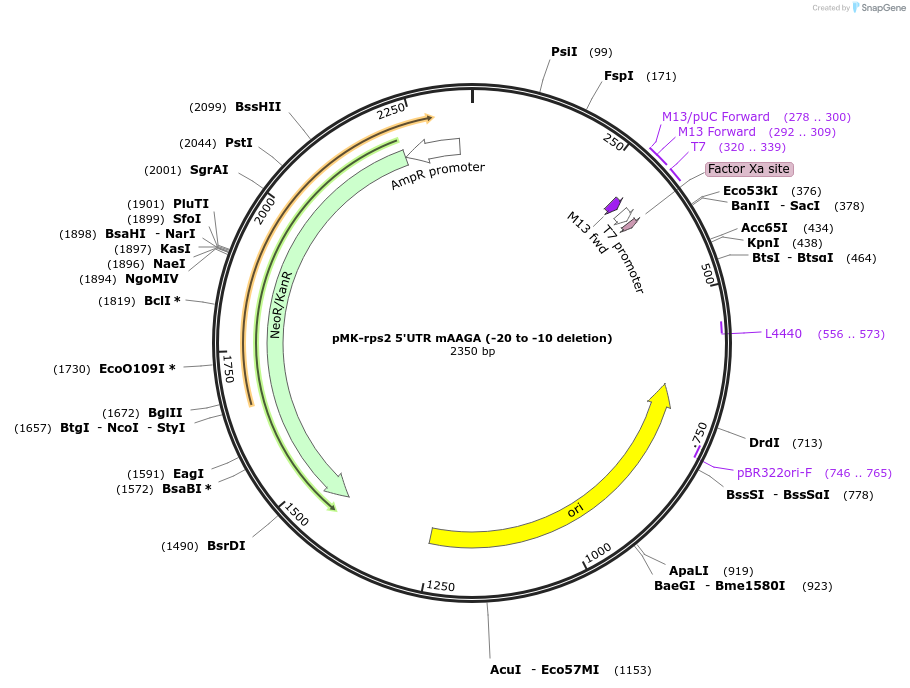 123535-plasmid-map-sequence-id-247925