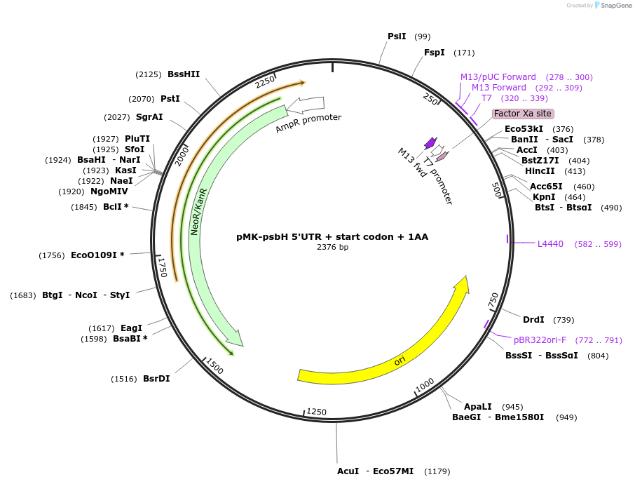 123537-plasmid-map-sequence-id-247927