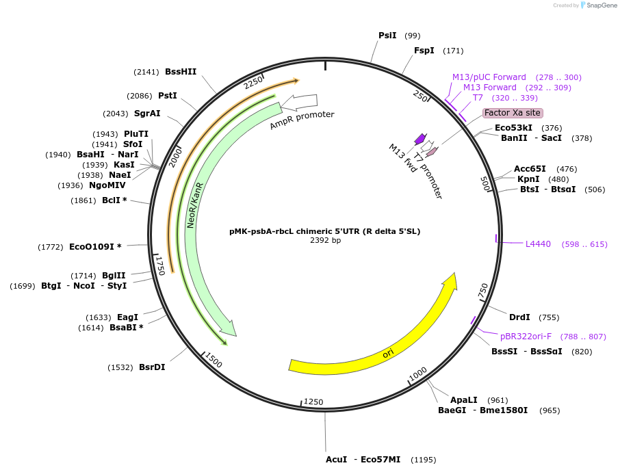 123542-plasmid-map-sequence-id-247933