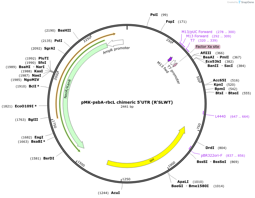 123543-plasmid-map-sequence-id-247934