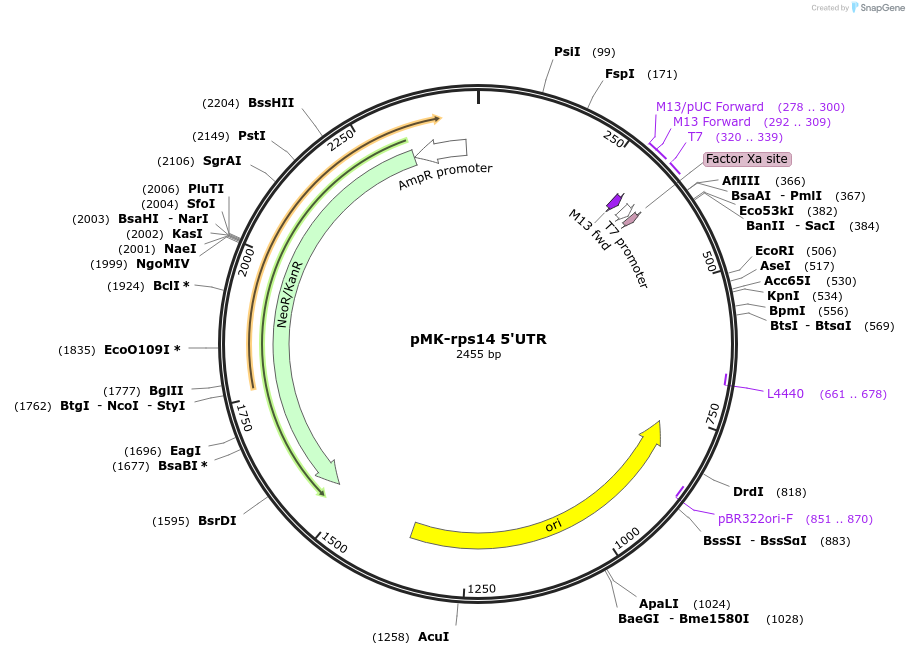 123544-plasmid-map-sequence-id-247936