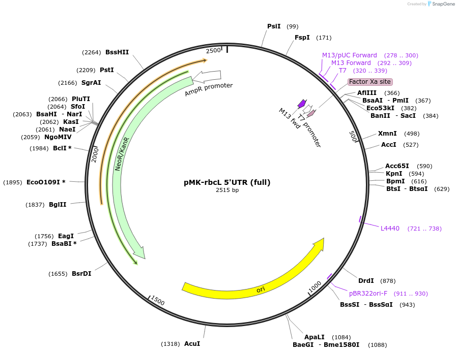 123545-plasmid-map-sequence-id-247937