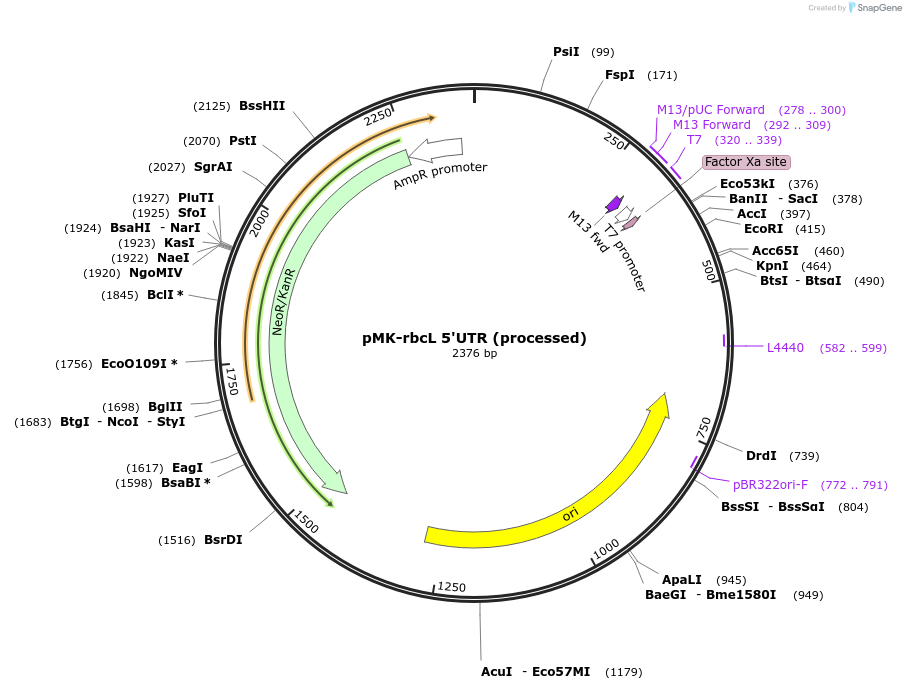 123546-plasmid-map-sequence-id-247938