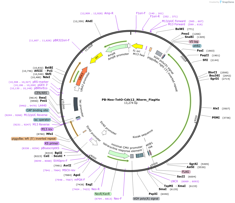 127179-plasmid-map-sequence-id-247939