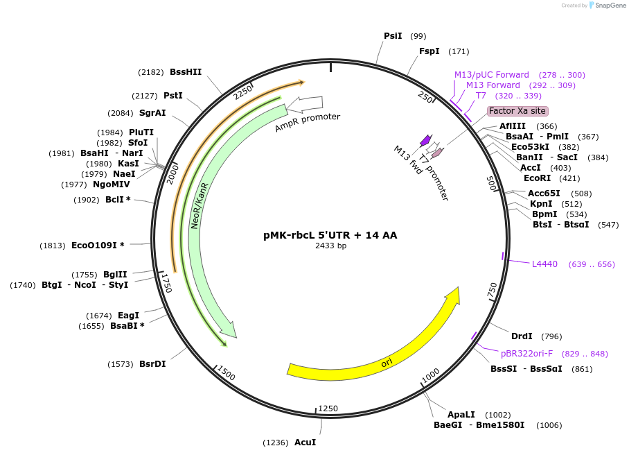 123547-plasmid-map-sequence-id-247940
