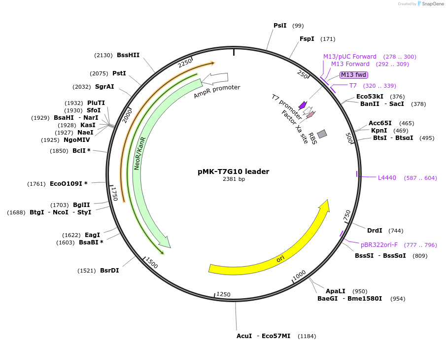 123548-plasmid-map-sequence-id-247941