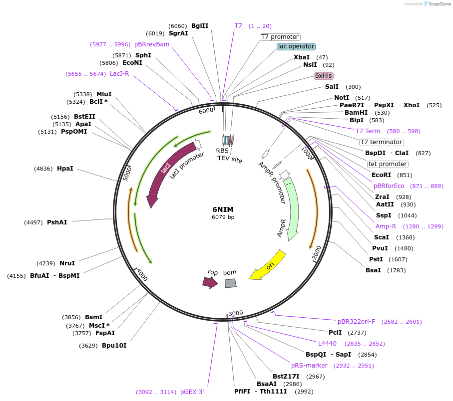 127294-plasmid-map-sequence-id-247944