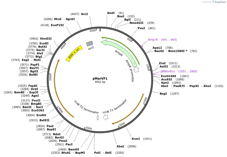 99579-plasmid-map-sequence-id-247945