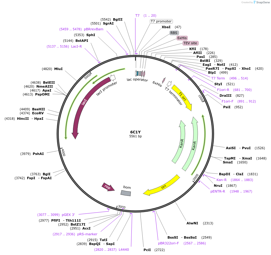 127292-plasmid-map-sequence-id-247946