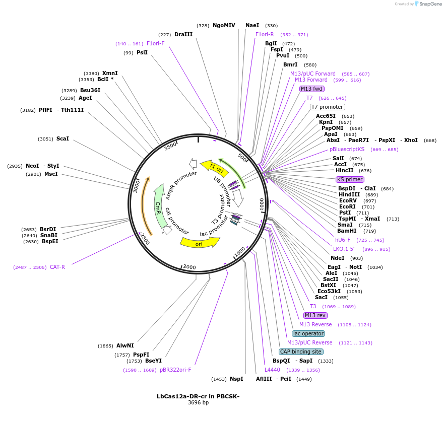 126641-plasmid-map-sequence-id-247952