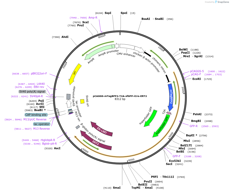 128166-plasmid-map-sequence-id-247956
