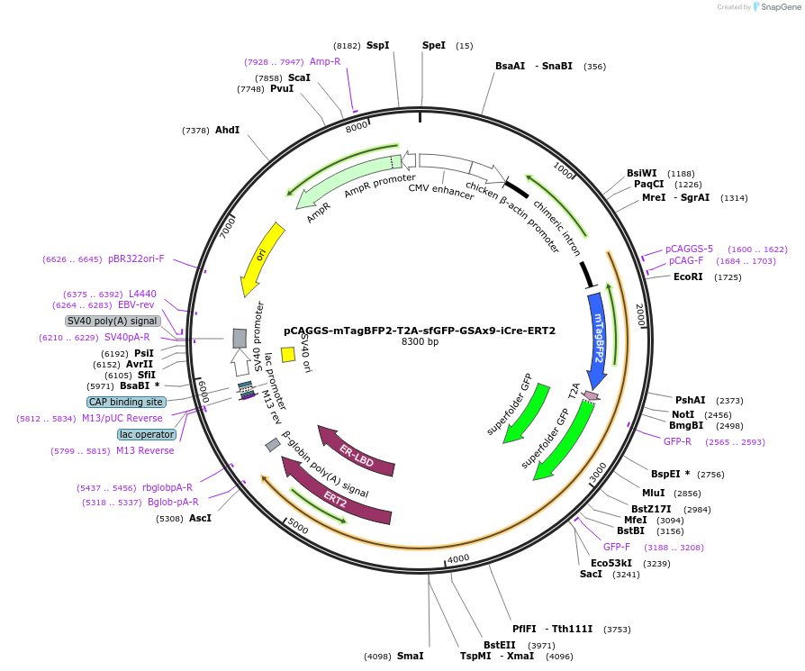 128167-plasmid-map-sequence-id-247957