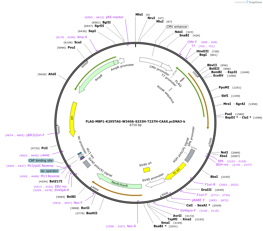 127401-plasmid-map-sequence-id-247963