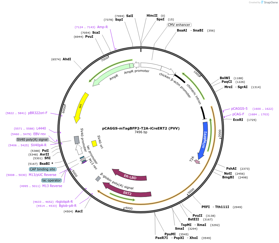 128172-plasmid-map-sequence-id-247964
