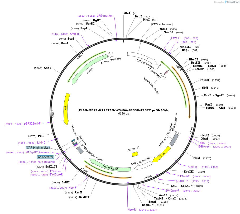127402-plasmid-map-sequence-id-247965